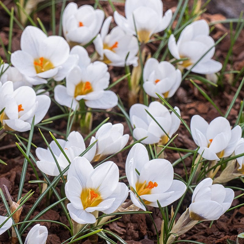 Crocus White Bulbs