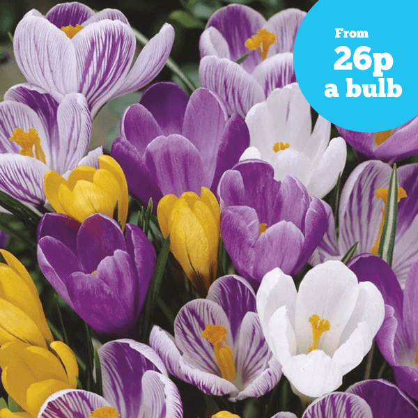 Crocus Large Flowered Bulbs