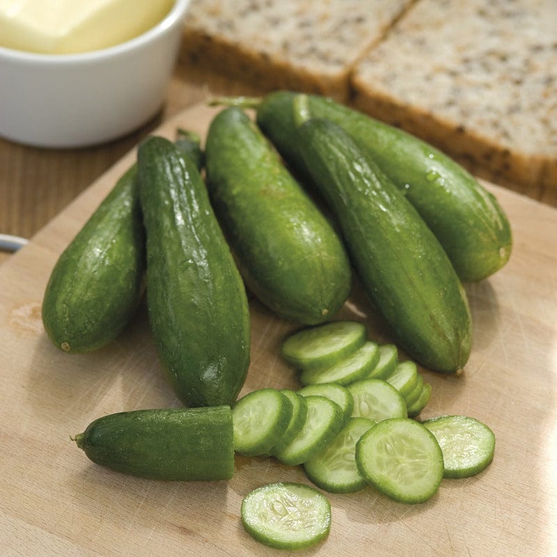 Cucumber Mini Munch Seeds