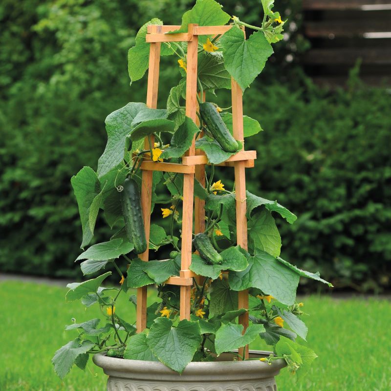 Cucumber plants growing on a trellis in a pot with a green garden background