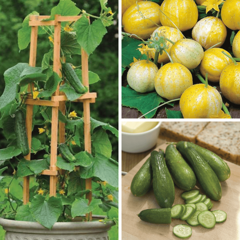 Collage of cucumber plants, harvested cucumbers, and sliced cucumbers on a cutting board.