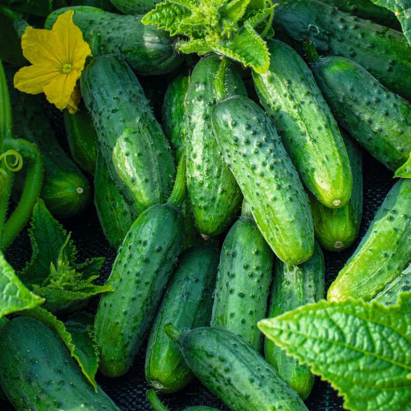 Close-up of green cucumbers with leaves and a yellow flower.