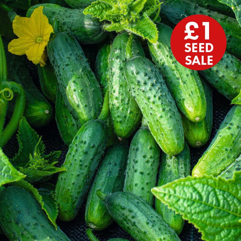 Cucumber (Gherkin) Gherking Seeds