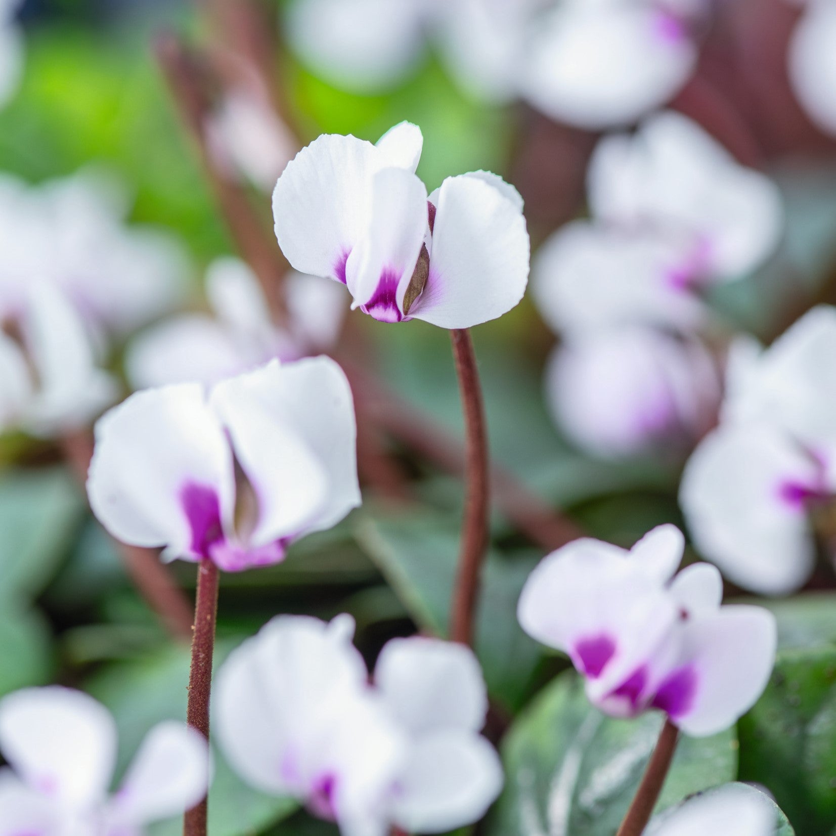 Cyclamen coum Cyberia White Plants