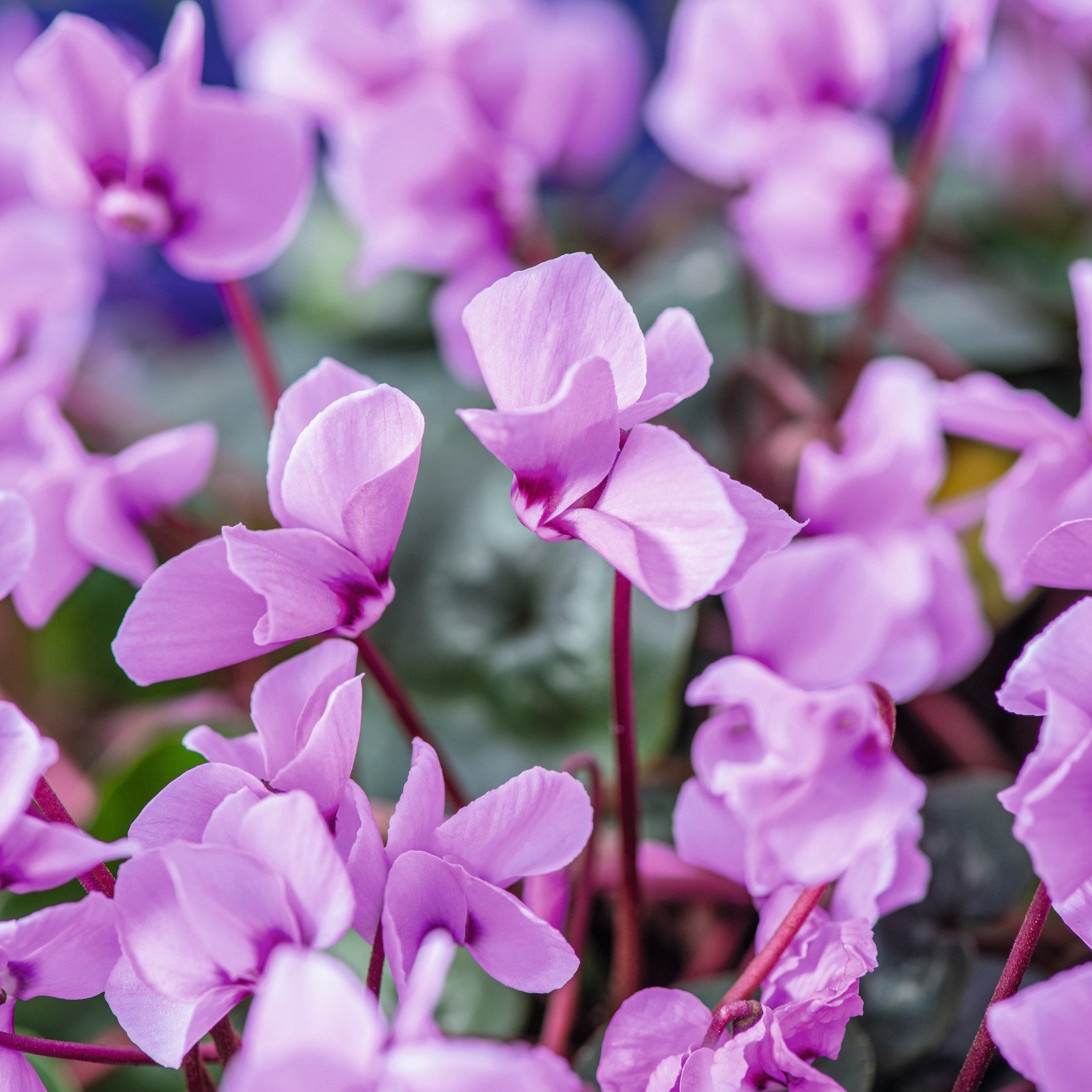 1 x 9cm potted plant Cyclamen coum Cyberia Pink Plants