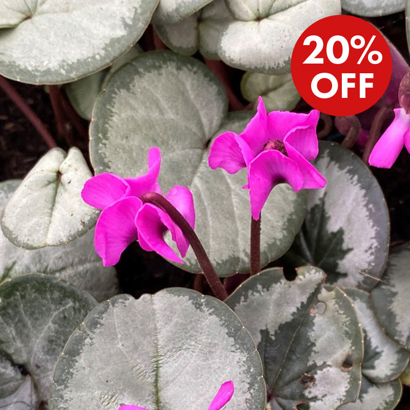 Cyclamen coum Cyberia Rose Silver Plants