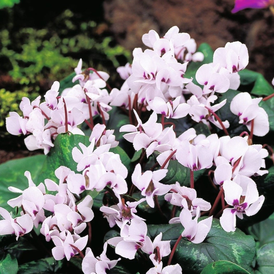 1 x 9cm potted plant Cyclamen coum Cyberia White Plants