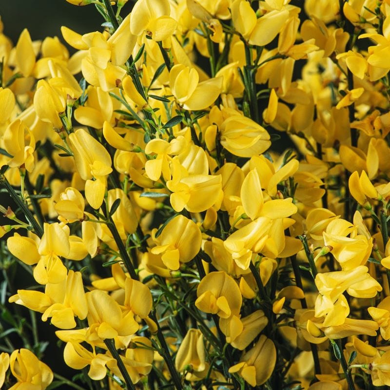 Cytisus praecox Allgold Shrub Plants