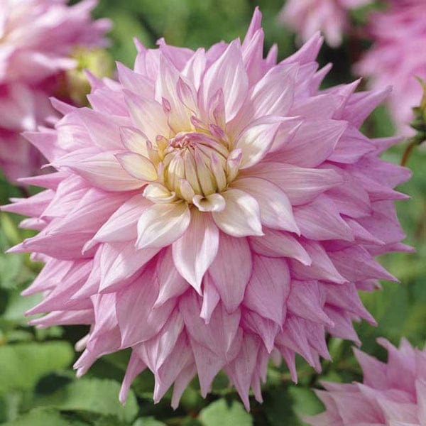 Dahlia (Decorative) Sir Alf Ramsey Plants