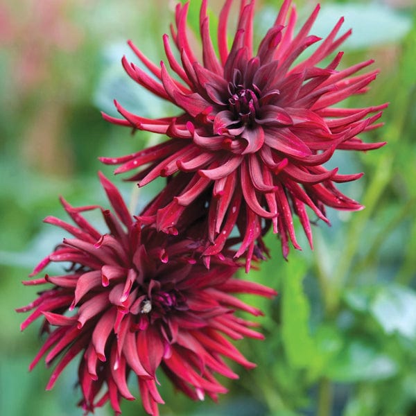 Dahlia Nuite d-Ete Tubers