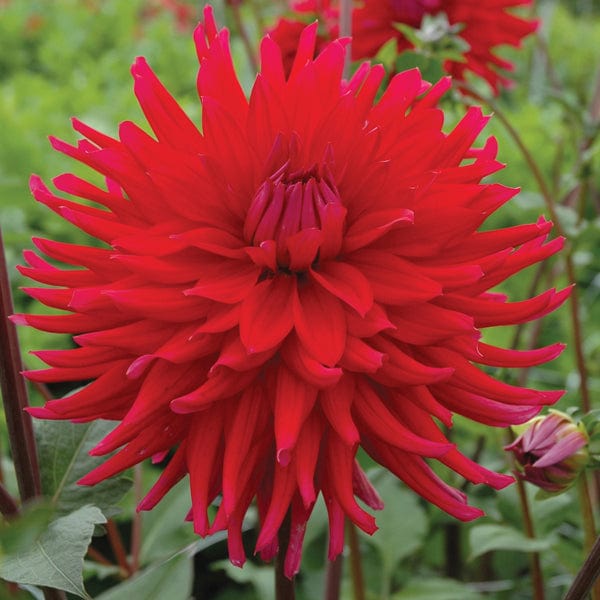 Dahlia Acapulco Tubers