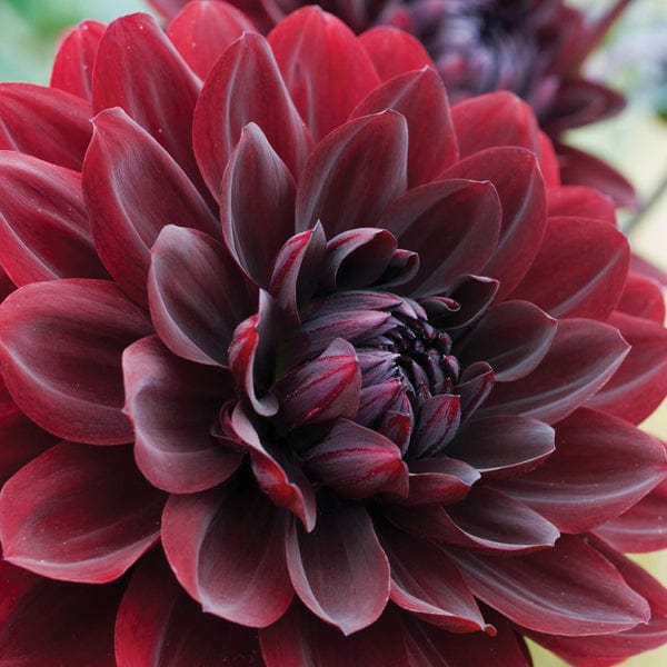 Dahlia Arabian Night Tubers