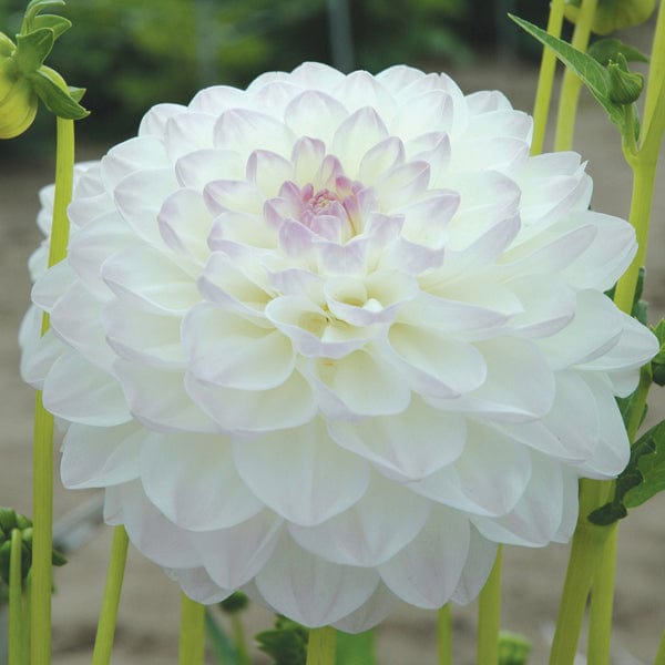 Dahlia (Decorative) Eveline Plants