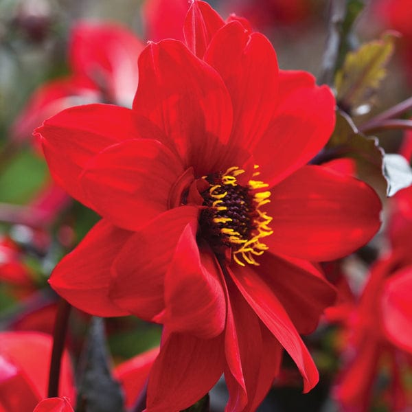 Dahlia Bishop of Llandaff AGM Plants