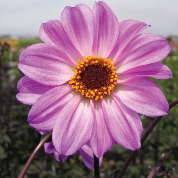 Dahlia Bishop Of Leicester Tubers