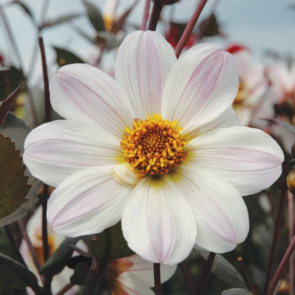 Dahlia Bishop Of Dover Tubers