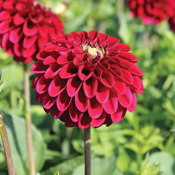 Dahlia (Ball) Maroon Fox Plants