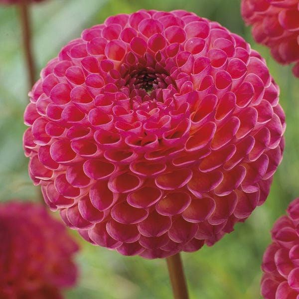 Dahlia Burlesca Plant