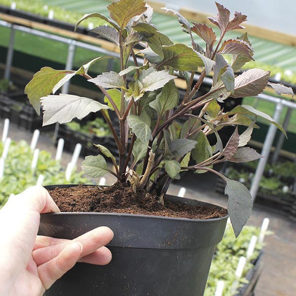 Dahlia (Decorative) Cafe au Lait Plants