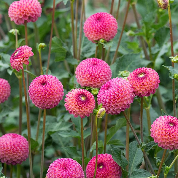 Dahlia (Ball Type) Burlesca Tubers