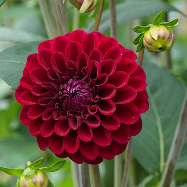 Dahlia (Ball Type) Maroon Fox Tubers