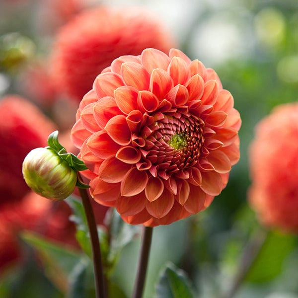 Dahlia (Ball) Zundert Mystery Fox Plants