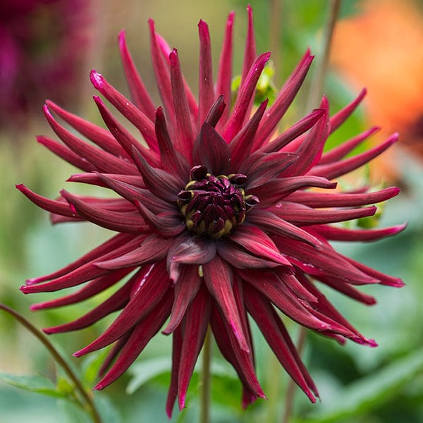 Dahlia Nuit d'Ete Plant