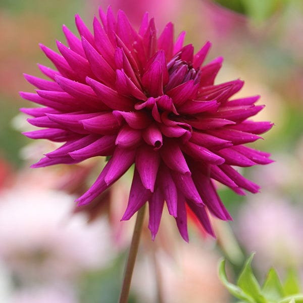 Dahlia (Cactus) Ambition Plants