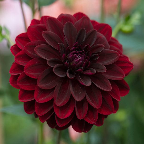 Dahlia (Decorative) Arabian Night Plants