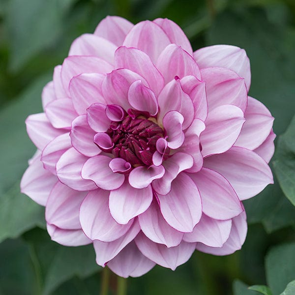 Dahlia Creme de Cassis Tubers