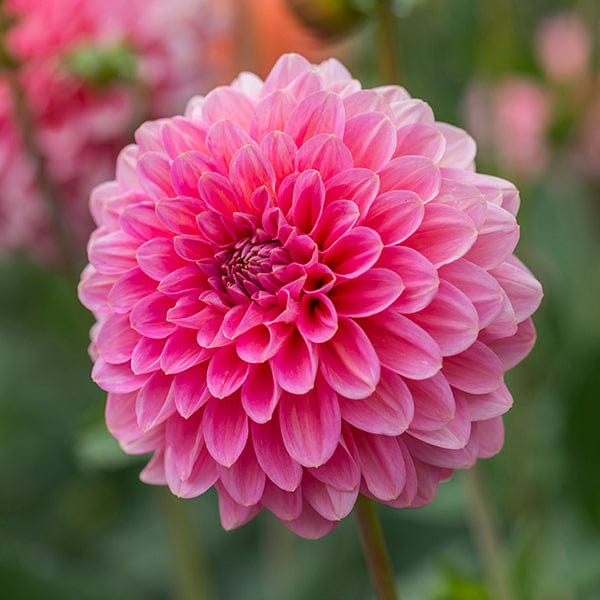 Dahlia Pink Runner Tubers