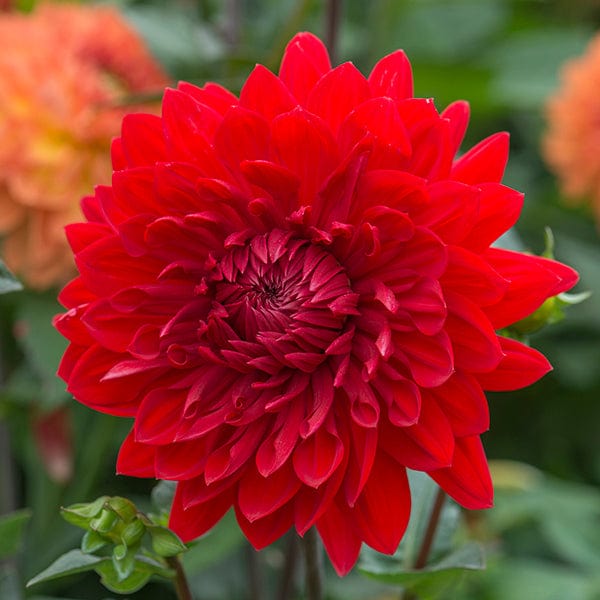 Dahlia (Decorative) Garden Wonder Plants