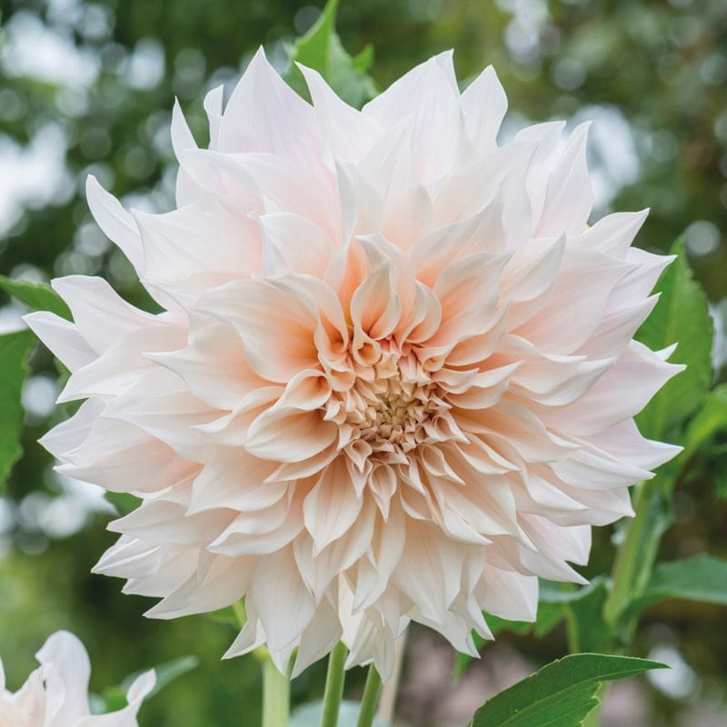 Dahlia (Decorative) Cafe au Lait Plants