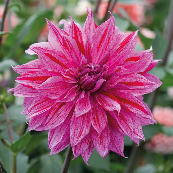 Dahlia Babylon Lilac Gevlamd Tubers