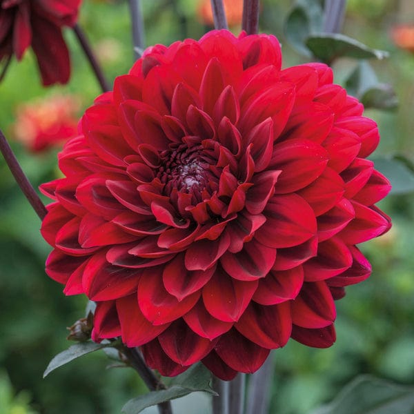 Dahlia (Decorative) Karma Chocolate AGM Plants