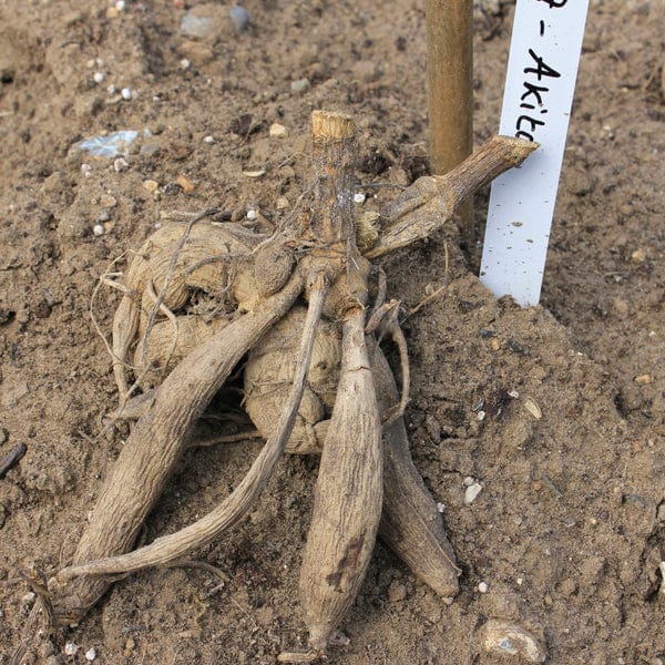 Dahlia Bantling Tubers