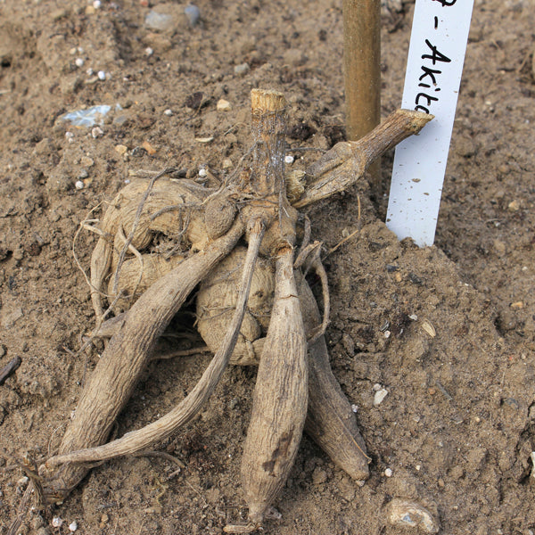 Dry plant stem on soil with a white label