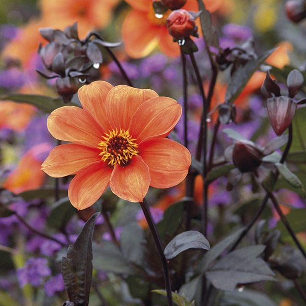 Dahlia Bishop of Oxford Plants