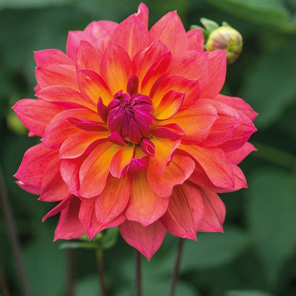 Dahlia Firepot