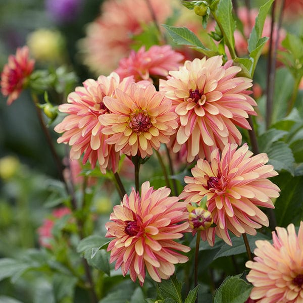 Dahlia Crazy Legs Plant