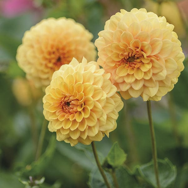 Dahlia Graceland Plant