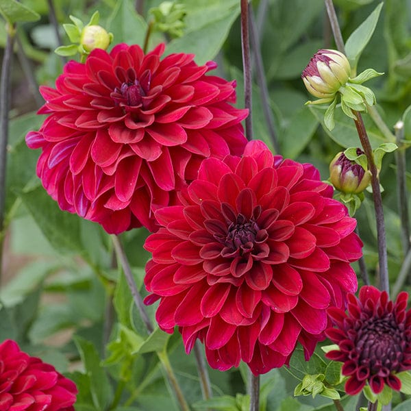 Dahlia Strongfire Tubers