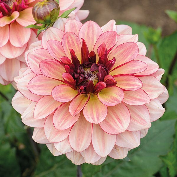 Dahlia Creme de Cognac Plant