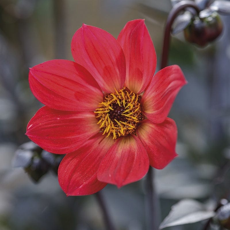 Dahlia Happy Single Flame Plant