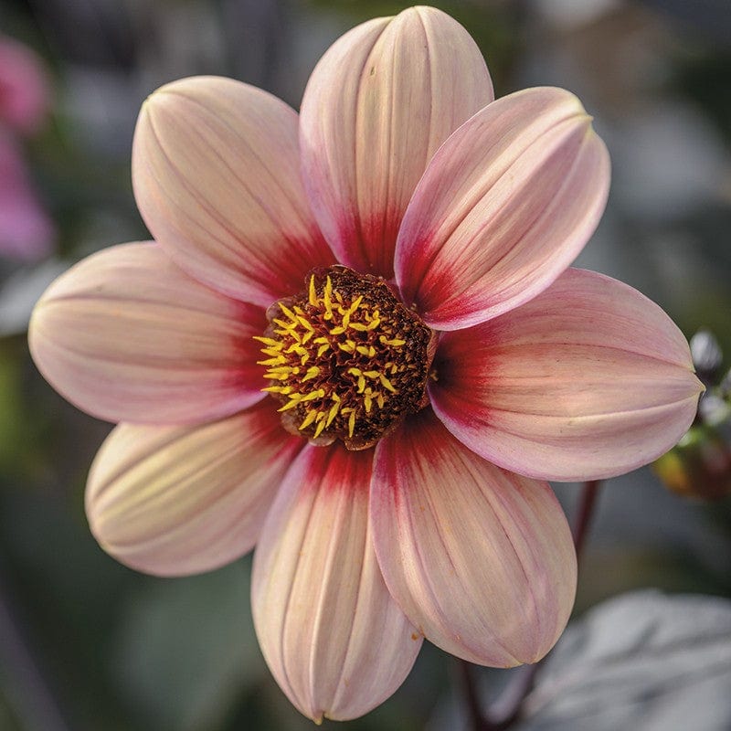 Dahlia Happy Single Kiss Plant