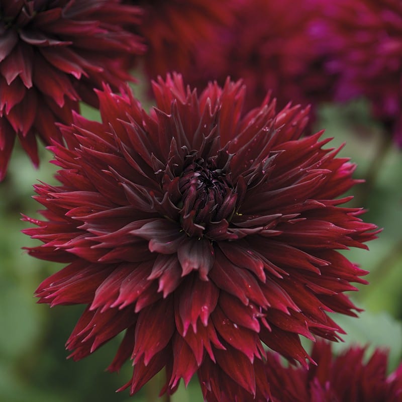 Dahlia (Decorative) Black Touch Plants