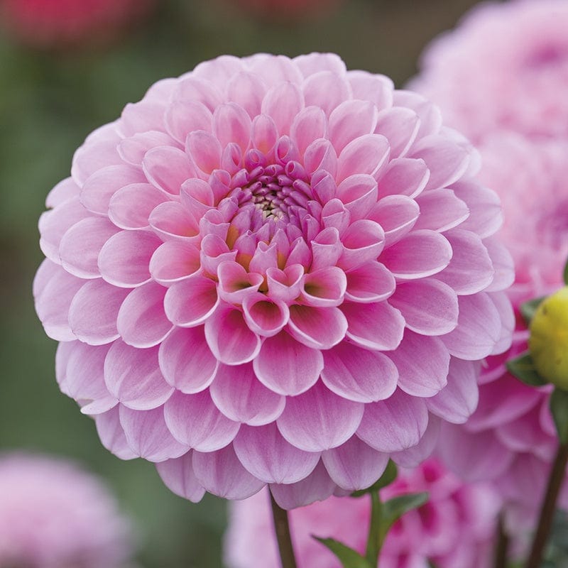 Dahlia Wizard of Oz Tubers