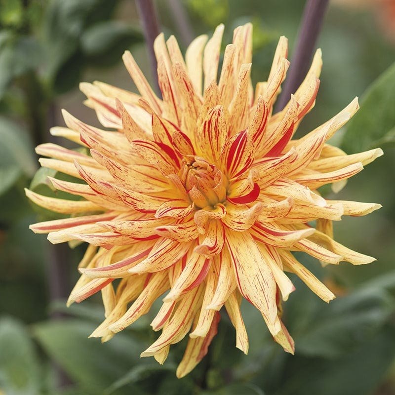 Dahlia Striped Vulcan Tubers