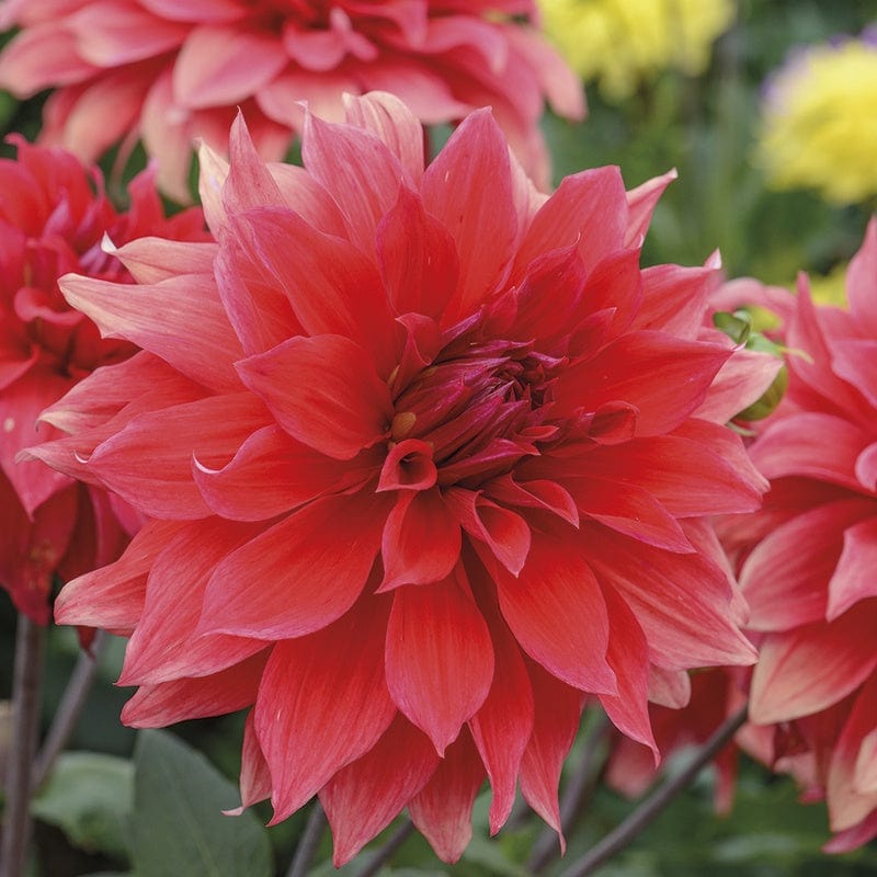 Dahlia Babylon Red Tubers