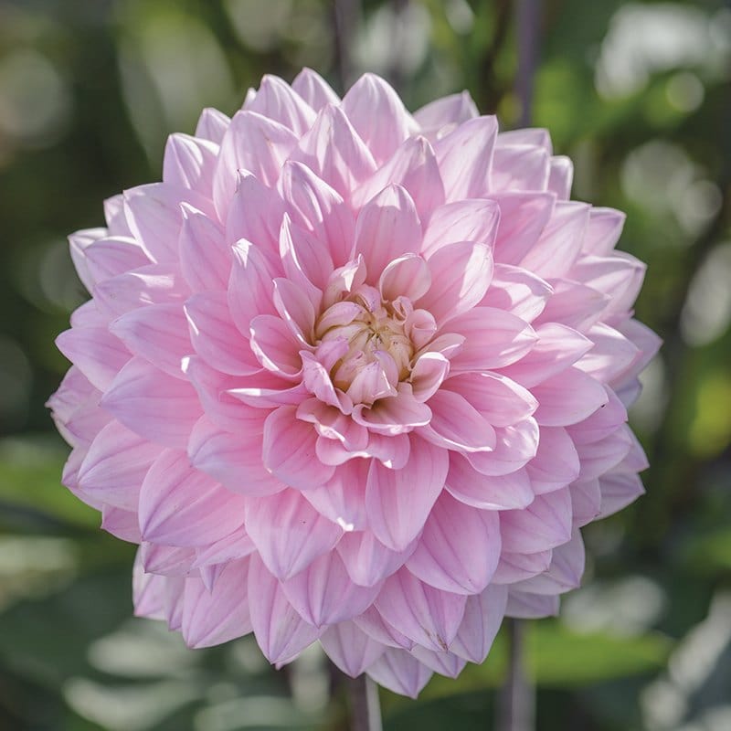 Dahlia (Decorative) Karma Prospero Plants